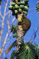 Red fronted brown lemur (Eulemur fulvus rufus) eating papaya fruit, Madagascar