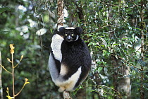 Indri (Indri indri) clinging to branch in tropical rainforest, Andasibe-Mantadia NP, Madagascar