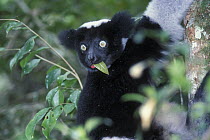 Indri (Indri indri) feeding, tropical rainforest, Andasibe-Mantadia NP, Madagascar