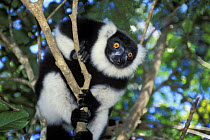 Black and white ruffed lemur (Varecia variegata variegata) in tropical rainforest, Andasibe-Mantadia NP, Madagascar