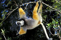 Diademed Sifaka (Propithecus diadema diadema) hanging from branch, tropical rainforest, Andasibe-Mantadia NP, Madagascar