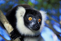 Black and white ruffed lemur (Varecia variegata variegata) portrait, tropical rainforest, Andasibe-Mantadia NP, Madagascar