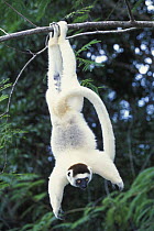 Verreaux's Sifaka (Propithecus verreauxi) hanging from branch, Nahampoana reserve, Madagascar South