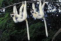 Two Verreaux's sifakas (Propithecus verreauxi) hanging from a branch, Nahampoana reserve, Madagascar South