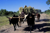 Traditional Zebu cattle pulling cart on sandy road transporting people and crops, Madagascar