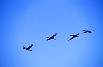 Four Socotra cormorants (Phalacrocorax nigrogularis) in flight against blue sky over Hawar Island, Bahrain, October