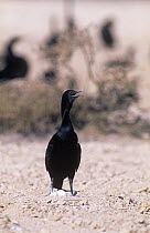 Socotra cormorant (Phalacrocorax nigrogularis) standing on gravel with two eggs. Hawar Island, Bahrain, October