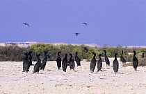 Socotra cormorant (Phalacrocorax nigrogularis) colony on beach at Hawar Island, Bahrain, October