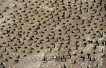 Socotra cormorant (Phalacrocorax nigrogularis) colony on a beach at Hawar Island, Bahrain