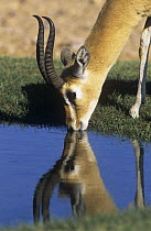 Mountain gazelle (Gazella gazella) drinking from a pool in Jaaluni, Oman. May.