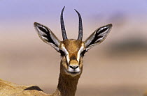Mountain gazelle (Gazella gazella) in Jaaluni, Oman. May.