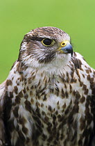 Saker falcon (Falco cherrug) year-old captive male at Falconry Centre in Derbyshire, UK