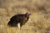Lappet faced vulture (Torgos tracheliotus) in scrubland, Etosha National Park, Namibia