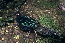 Palawan peacock pheasant (Polyplectron emphanum) on forest floor, captrive occurs South-east Asia
