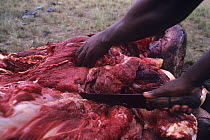 Butchering a poached Hippopotamus (hippopotamus amphibius) in the Rwindi sector of Virunga National Park, Congo