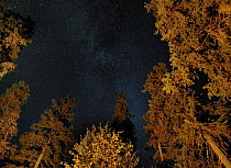 Looking up through trees lit up by an evening camp fire, Lapland, Finland, September 2006