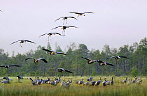 Common cranes {Grus grus} flock landing on swamp, Northern Finland, September