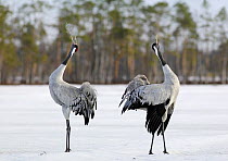 Common cranes {Grus grus} pair displaying, Northern Finland, September