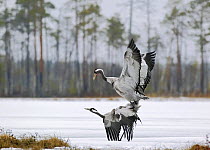 Common cranes {Grus grus} pair mating, Northern Finland, spring