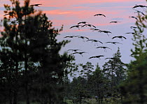 Common cranes {Grus grus} flock flying over woodland, Northern Finland