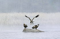 White tailed sea eagles {Haliaeetus albicilla} landing and on rock in water, Finland