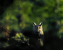 Eagle owl {Bubo bubo} Finland