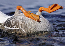 Bean goose {Anser fabalis} somersault while washing back, Finland