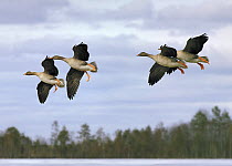 Bean geese {Anser fabalis} about to land, Finland