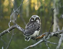 Hawk owl {Surnia ulula}, northern Finland