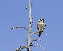 Hawk owl {Surnia ulula} perched in dead  tree, northern Finland
