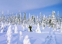 Cross country skier, February, Riisitunturi national park, Lapland, Finland