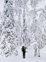 Cross country skier with back pack, February, Riisitunturi national park, Lapland, Finland