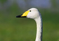 Whooper swan {Cygnus cygnus} head and neck profile, Finland