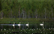 Whooper swans {Cygnus cygnus} on lake, Northern Finland