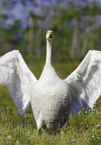 Whooper swan {Cygnus cygnus} stretching wings, Finland