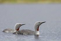 Red-throated-divers {Gavia stellata} pair on water, Finland