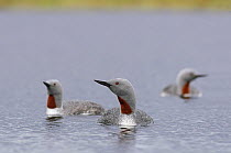 Red-throated-divers {Gavia stellata} on water, Finland