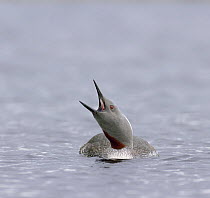 Red-throated-diver {Gavia stellata} calling on water, Finland