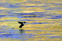Dipper {Cinclus cinclus} flying over water, February, Finland