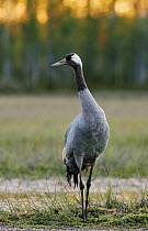 Common crane {Grus grus} Finland