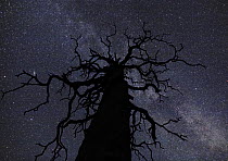 The Milky way viewed on a September night, with dead tree in foreground, North Finland 2006