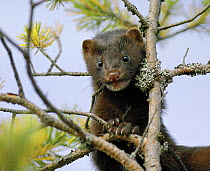 American mink {Mustela vison} in tree, Finland