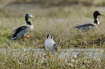 Peregrine Falcon {Falco peregrinus} feeding on carcas of Goldeneye duck, april, Northern Finland