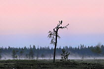 Peregrine falcon perched in tree, midnight sun, August, North Finland 2005