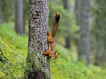 Red squirrel {Sciurus vulgaris} climbing down tree, Finland