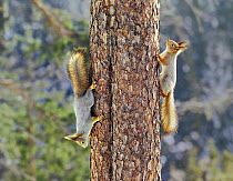 Two Red squirrels {Sciurus vulgaris} on tree trunk, one going up, one coming down, Finland