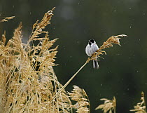 Reed bunting {Emberiza schoeniclus} perched on grasses, Finland