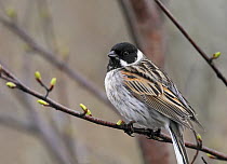 Reed bunting {Emberiza schoeniclus} perched, Finland