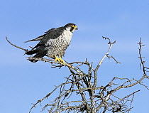 Peregrine falcon {Falco peregrinus} perched, Northern Finland