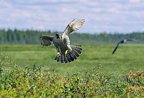 Peregrine falcon {Falco peregrinus} landing on vegetation, Aapamire, northern Finland 2006